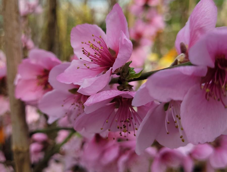Obstbaumblüte